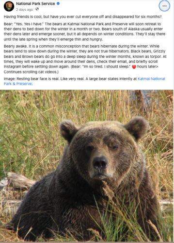 A Facebook post from the National Park Service. There is a photo of a bear looking sleepy and grumpy. The copy says:  “Having friends is cool, but have you ever cut everyone off and disappeared for six months? Bear: “Yes. Yes I have.” The bears are Katmal National Park and Preserve will soon retreat to their dens to bed down for the winter in a month of two. Bears south of Alaska usually enter their dens later and emerge sooner, but it all depends on winter conditions. They’ll stay there until the late spring when they’ll emerge thin and hungry. Bearly awake. It is a common misconception that bears hibernate during the winter .While bears tend to slow down during the winter, they are not true hibernators. Black bears, Grizzly bears and Brown bears do go into a deep sleep during the winter months, known as torpor. At times, they will wake up and move around their dens, check their email, and briefly scroll Instagram before settling down again. (Bear: I’m so tired. I should sleep.” Hours later > continues scrolling cat videos) 